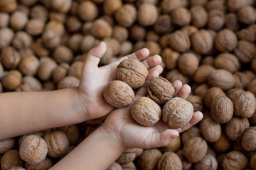 walnuts in hands close up against a pile of nuts