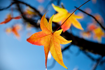 Orange autumn leaf on blue background