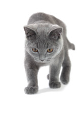 British shorthair kitten walking like a panther