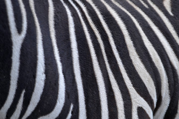 Black and white stripes. Close-up of neck and mane of zebra.