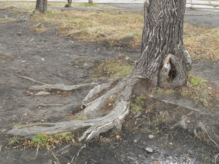 Fototapeta premium Old poplar crowded in the city