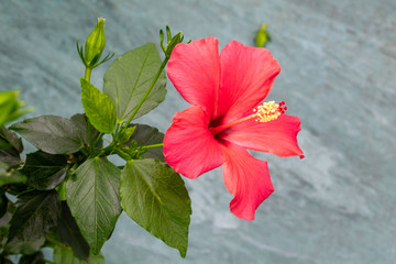 Pink hibiskus flower with yellew stamens. Blooming flower with notched leaves and blurred background. © Julija