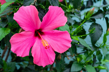 Pink hibiskus flower with yellew stamens. Blooming flower with notched leaves. © Julija