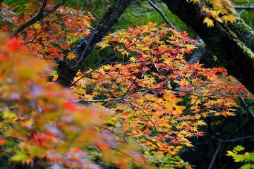 色とりどり、錦絵のような紅葉