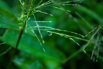 Water drop on green leaf in the garden