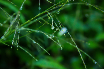 Water drop on green leaf in the garden