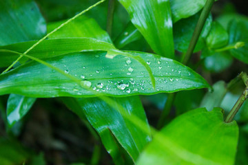 Water drop on green leaf in the garden