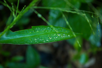 Water drop on green leaf in the garden