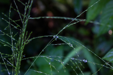 Water drop on green leaf in the garden