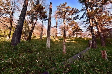 Obraz premium forest in autumn