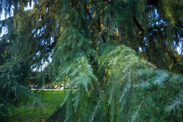 Tree Cedrus Atlantica closeup in Parco Sempione Milan (Milano)