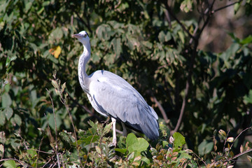 grey heron