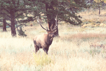 Elk