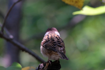Fototapeta premium sparrow