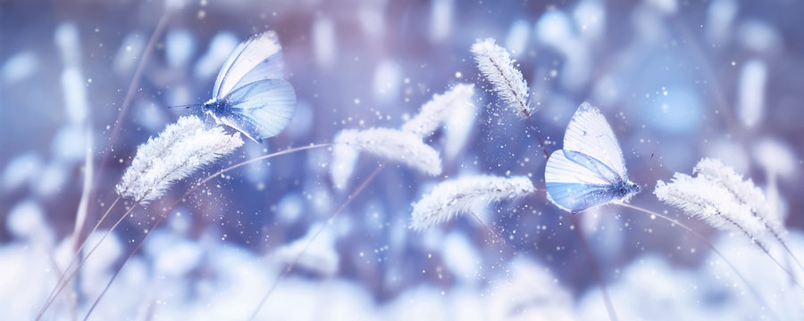 Beautiful blue butterflies in the snow on the wild grass. Snowfall Artistic winter christmas natural image. Winter and spring background. Banner format.