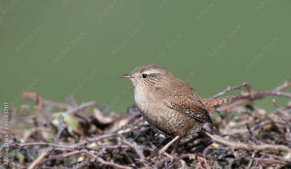 Poster A close up portrait of a wren Troglodytidae. It is a side view as the bird is perched on the top of a hedge looking left into copy space.
