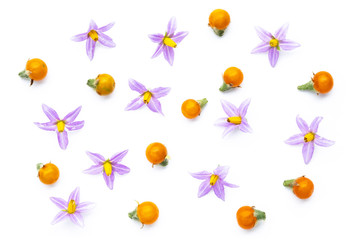 Purple flowers of tomatoes and  yellow tomatos isolated on a white background.