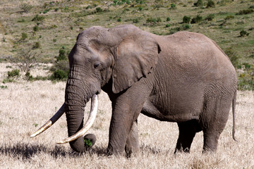Big elephant in South Africa