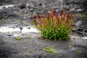 Plant, riverbed Kross&aacute;, &THORN;&oacute;rsm&ouml;rk, Iceland