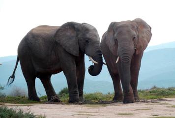 Fototapeta na wymiar Big elephant in South Africa