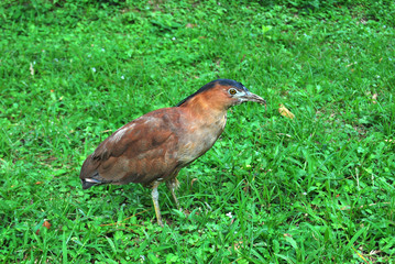 Black-crowned egret on grass