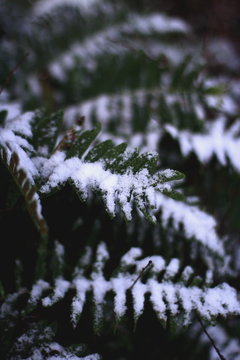 dark green ferns covered with first snow, twilight