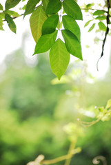 Fototapeta na wymiar Green leaves against sunshine as background