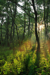 Sun rays in spring forest