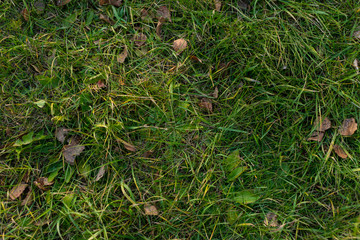 grass with autmn leaf