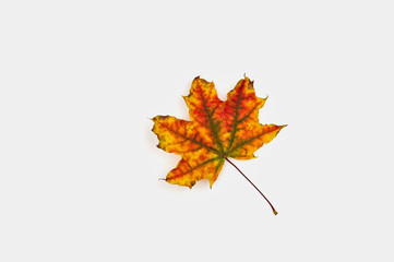 Autumn maple leaf on a white background.