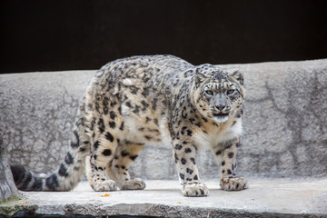 Snow leopard. It is a large predatory mammal of the cat family, living in the mountains of Central Asia. It is the pearl of the mountains. Snow leopard is a beautiful and unique animal.