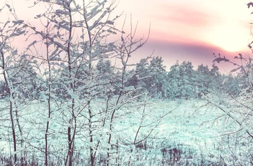 Selbstklebende Fototapeten Winter forest © Galyna Andrushko