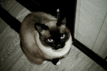 Siamese cat, top view