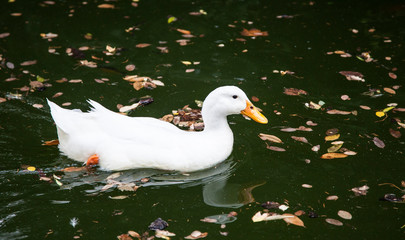 Pato blanco nadando en el estanque del Carmen de los M&aacute;rtires en Granada