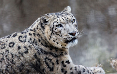 Snow leopard. It is a large predatory mammal of the cat family, living in the mountains of Central Asia. It is the pearl of the mountains. Snow leopard is a beautiful and unique animal.