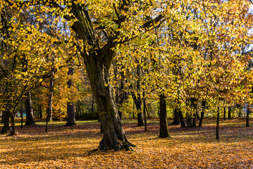 Park Konstytucji 3 Maja w Białymstoku, Jesień w parku, Białystok, Podlasie