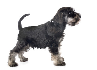 puppy miniature schnauzer