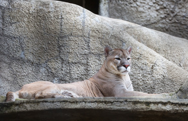 Naklejka premium Mountain Lion. Mountain Lion is a skilled hunter. It can jump to a height of more than 6 meters. Runs very fast and can easily climb trees. A mountain lion can kill prey that weighs three times the w