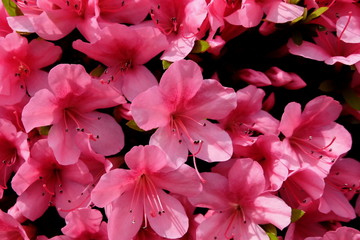 Pink cherry or Sakura are bright blooming. Travelers can easily see the sights of the road or residential area. This bouquet of flowers is arranged like a beautiful red or pink carpet. at Osaka, Japan