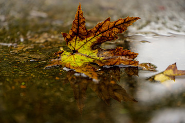 autumn leaf in the water