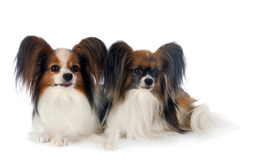 papillon dogs in studio