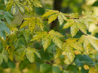(Acer × zoeschense) ou (Acer x neglectum 'Annae') Erable hybride ou érable de Zoeschen 'Annae'....
