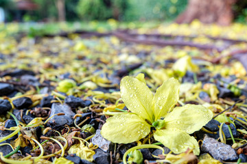 The Golden Shower or Cassia fistula or Koon, yellow flowers that are blown down to the gray stone, look like a carpet. But still have dew drops on the petals. Giving a sad feeling with bright colors.