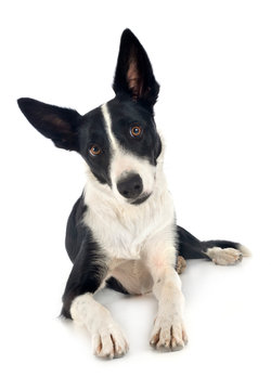 smooth border collie