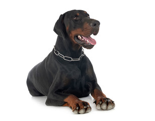 Obraz premium doberman pinscher in studio