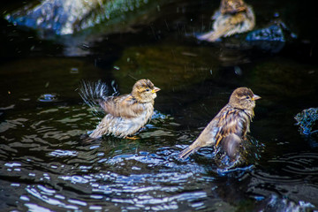 sparrows taking a bath