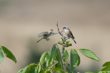 Neuntöter mit Jungvogel