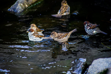 sparrows taking a bath