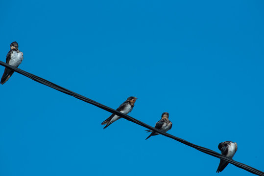 House Swallow Bird On Electric Wire.