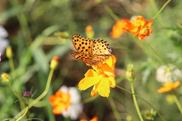 キバナコスモスに止まるツマグロヒョウモンの雄